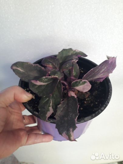 Гинура вариегатная