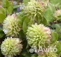 Клематисы Доктор Руппель, мидори
