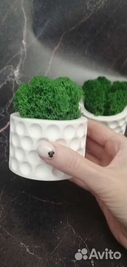 Набор Кашпо для суккулентов, кактусов