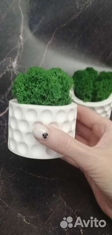 Набор Кашпо для суккулентов, кактусов