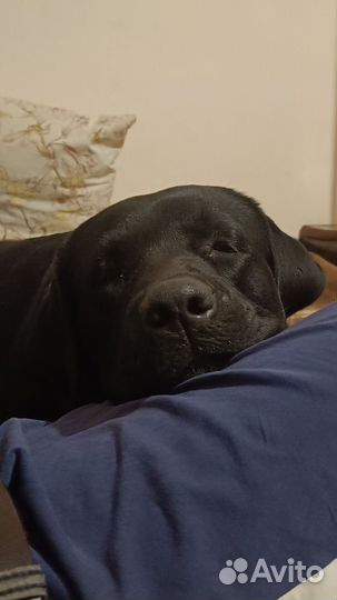 Случка собак лабрадор кобель