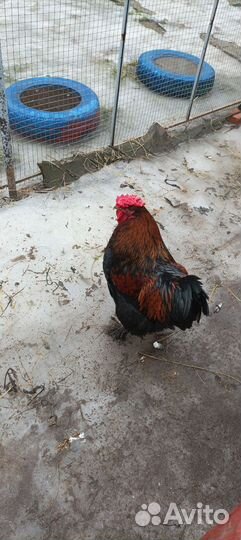 Молодые петухи