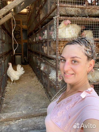 Белые несушки)