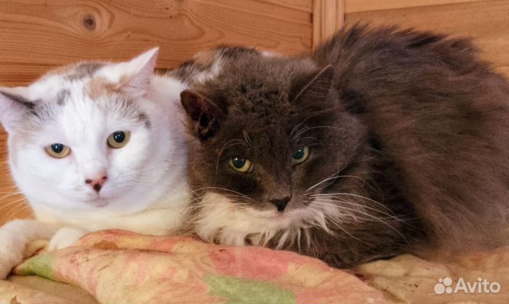 Кошкам нужен дом умерла хозяйка