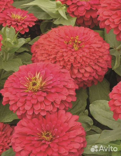 Цинния георгиноцветковая Коралловая красавица 0,5