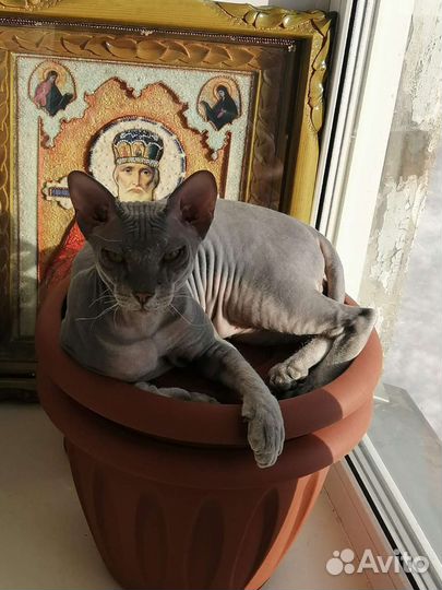 Донской сфинкс велюр