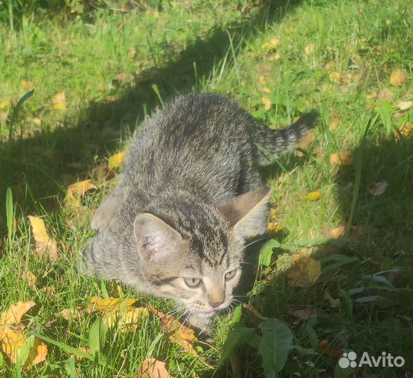 Котята в добрые руки бесплатно