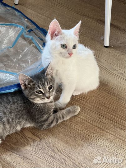 Котята в добрые руки