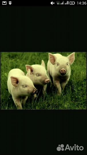 Продаются поросята 1,5 месяца