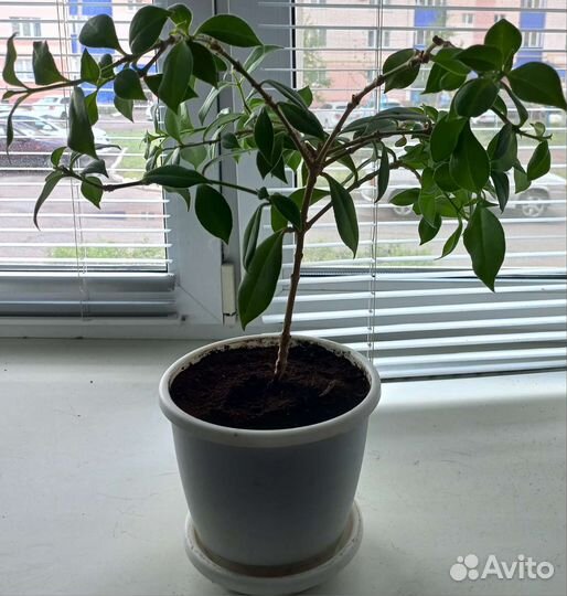 Нематантус грегариус