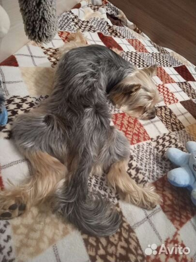 Передержка и выгул собачек