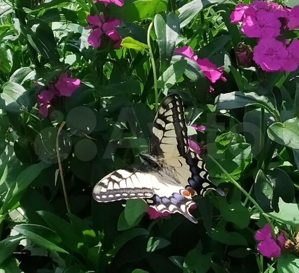 Дача 18 м² на участке 6 сот.