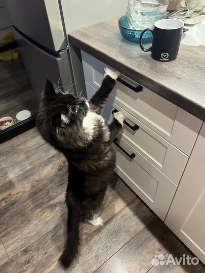 Коты в добрые руки