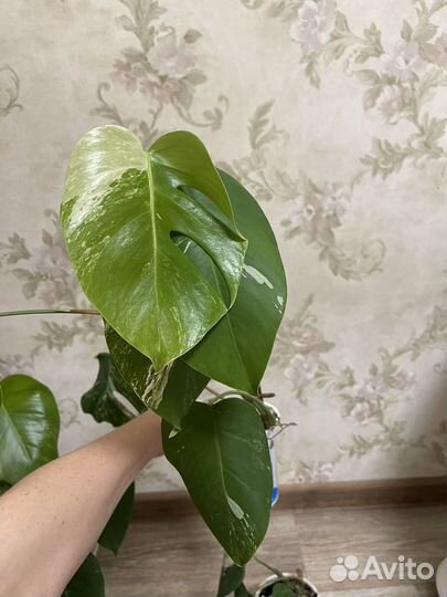 Монстера альба вариегатная