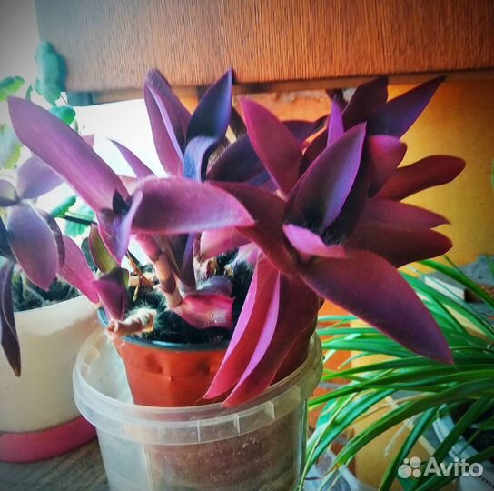 Традесканция