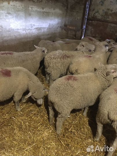 Ярочки и баранчики тексель