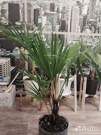 Пальма трахикарпус