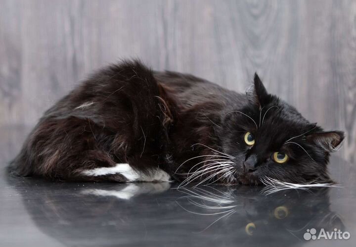 Трехлапка с непростой судьбой