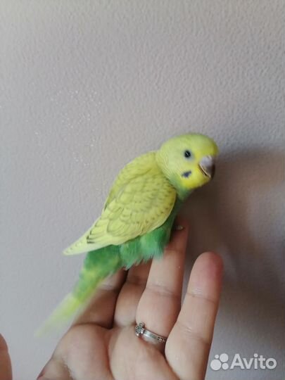 Птенцы волнистый попугай