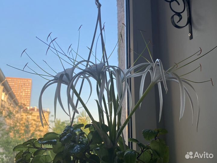 Исмене,экзотический цветок