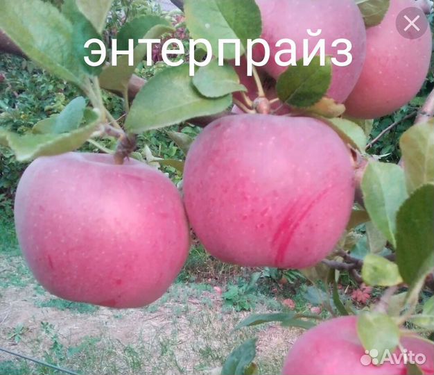 Саженцы яблок