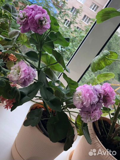 Продам укореннный черенок сортовой пеларгонии