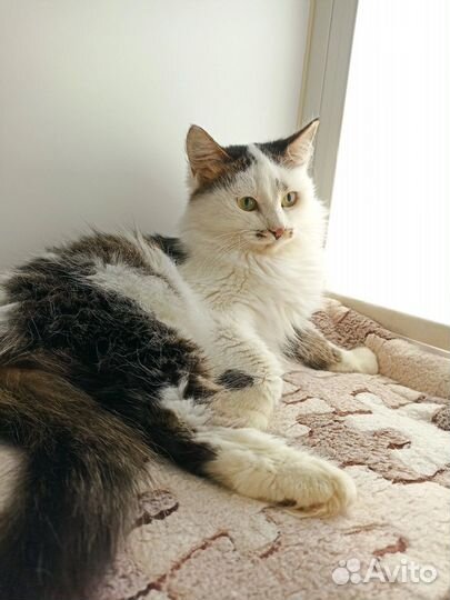 Кошка