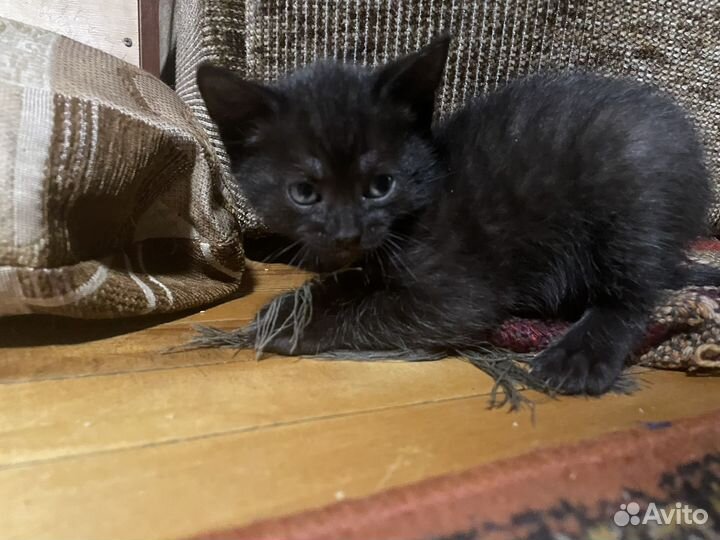Котенок (мальчик)
