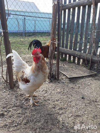 Молодые петухи