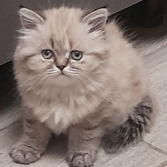 Шотландский прямоухий длинношёрстный котёнок