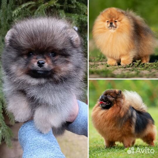 Померанский шпиц мини