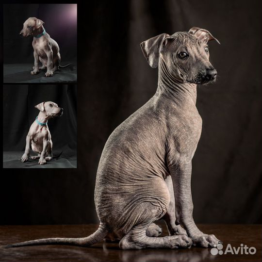 Ксолоитцкуинтли - щенок голой мексиканской собаки