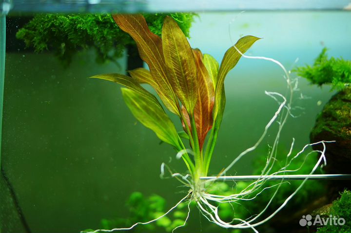 Молинезия лира,Гуппи и ещё разные рыбки,растения