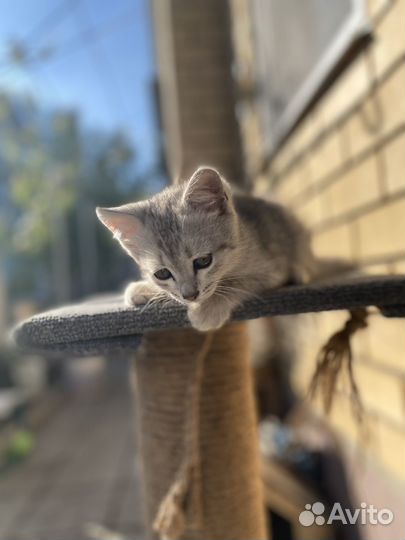 Котики бесплатно