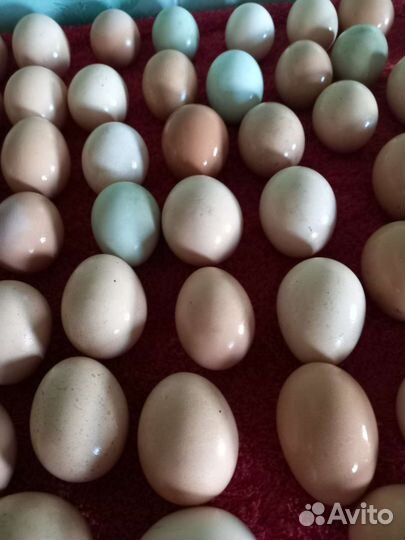 Домашнее куриное яйцо