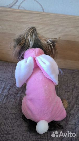 Костюм для собаки