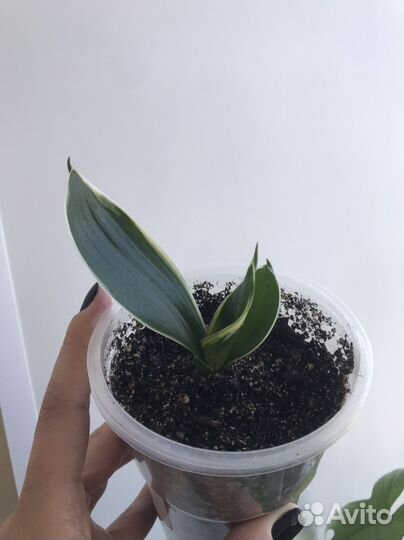 Комнатные растения цветы