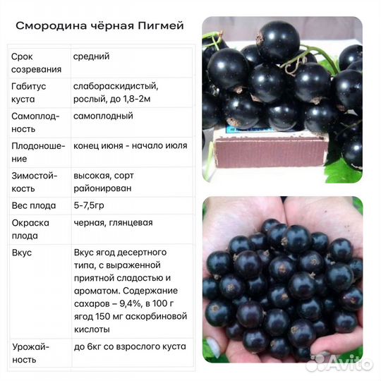 Саженцы смородины