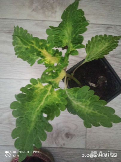 Колеусы вегетативные