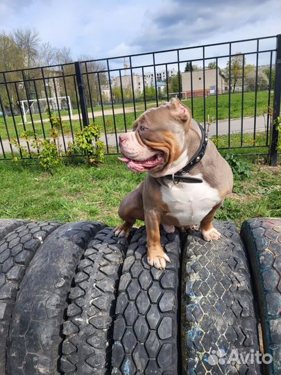 Американский булли покет вязка