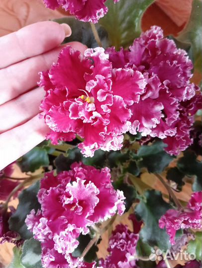 Листики фиалки