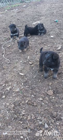 Собака и щенки