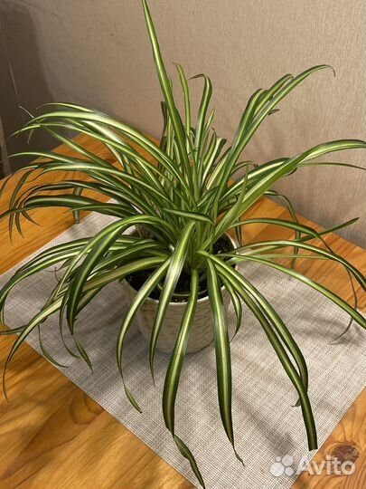 Хлорофитум