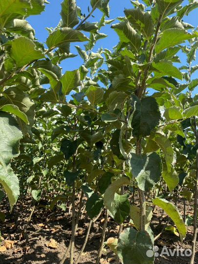 Саженцы яблони оптом М-9