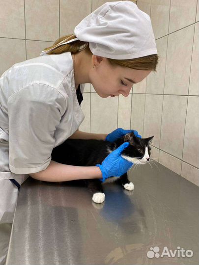 Вакцинация собак и кошек на дому