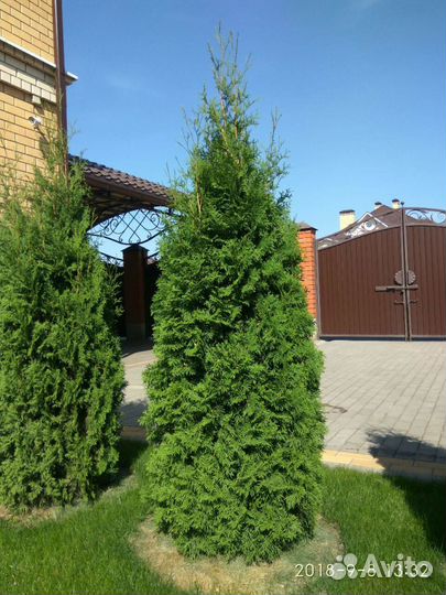 Туя колоновидная Колумна. Напрямую из питомника