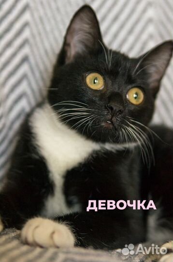 Ласковые котята