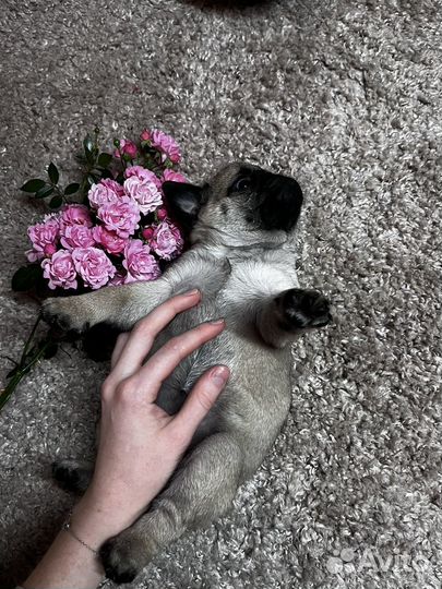 Щенки мопса