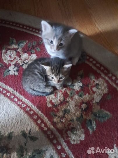 Котята тайской кошки