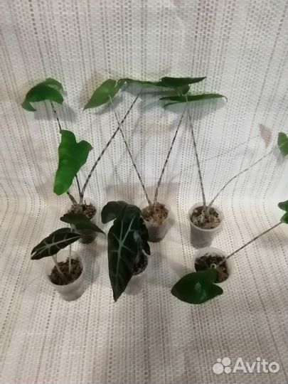 Комнатные растения в ассортименте